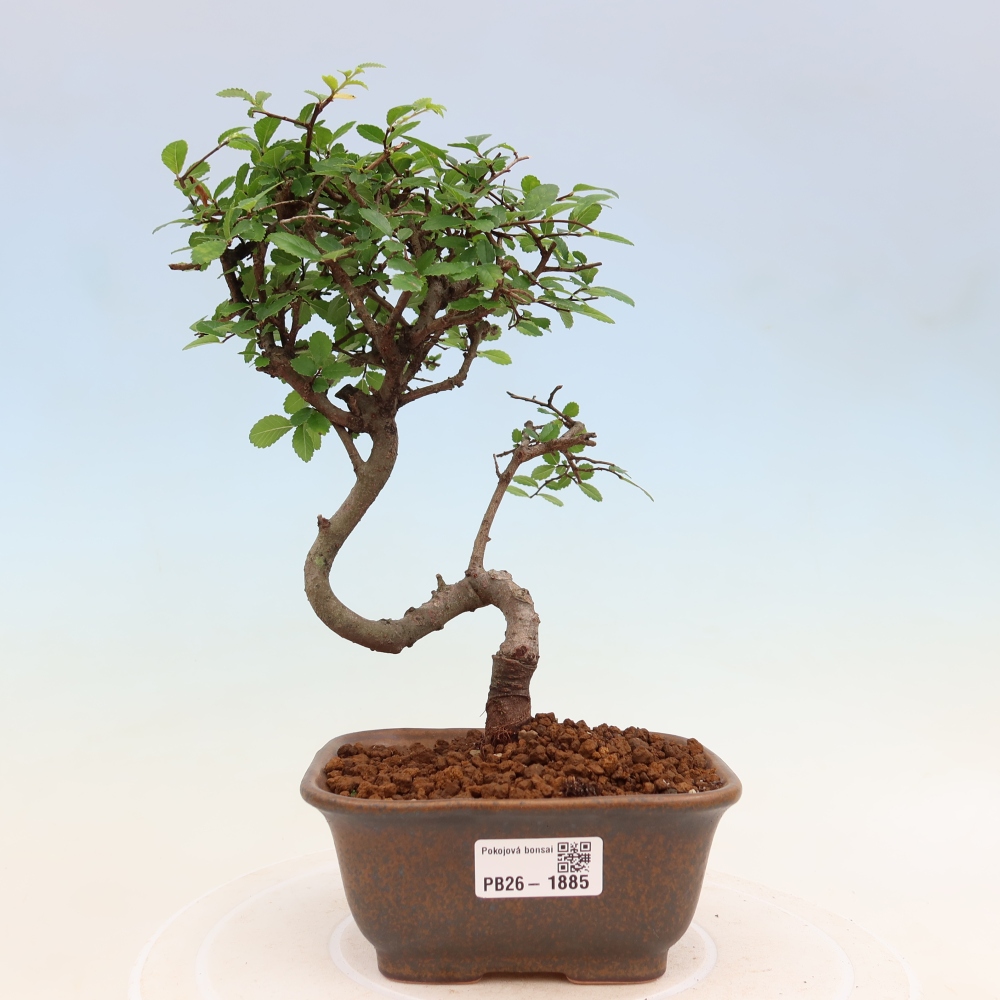 Camera bonsai - Ulmus parvifolia - Olmo a foglie piccole