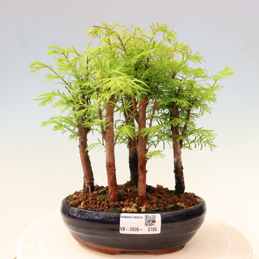 Bonsai da esterno - Metasequoia glyptostroboides - Metasequoia cinese - boschetto