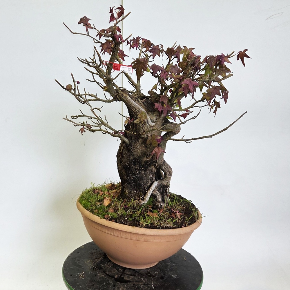 Bonsai da esterno - Ambrogio occidentale - Liquidambar styraciflua
