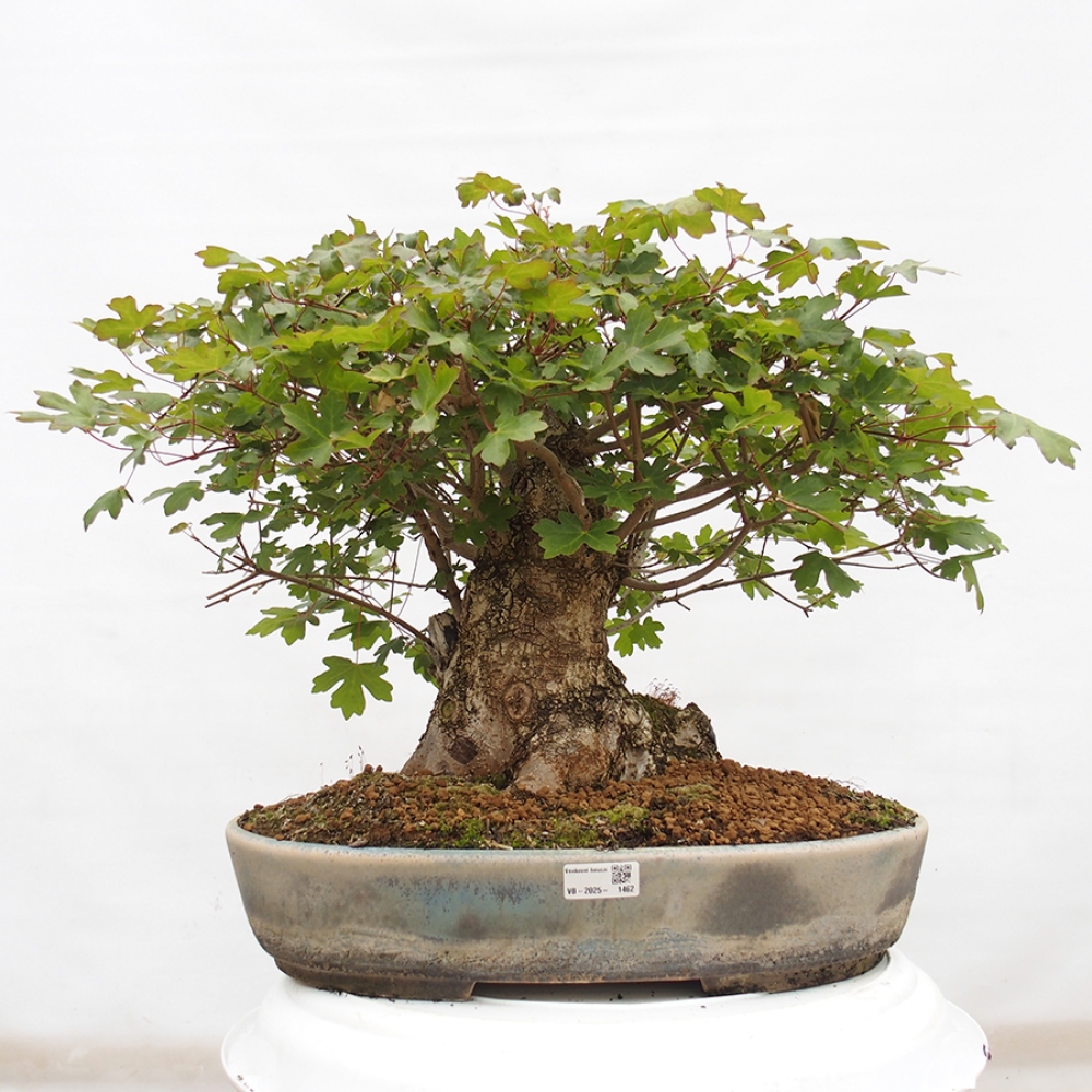 Bonsai da esterno -Javor babyka - Acer campestre