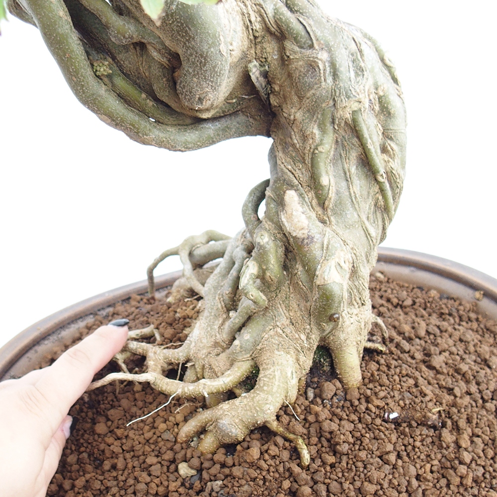 Bonsai da esterno - Acer Buergerianum - Acero di Burger