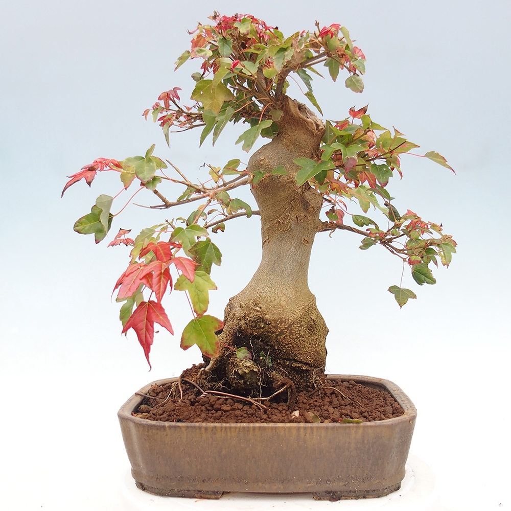 Bonsai da esterno - Acer Buergerianum - Acero di Burger