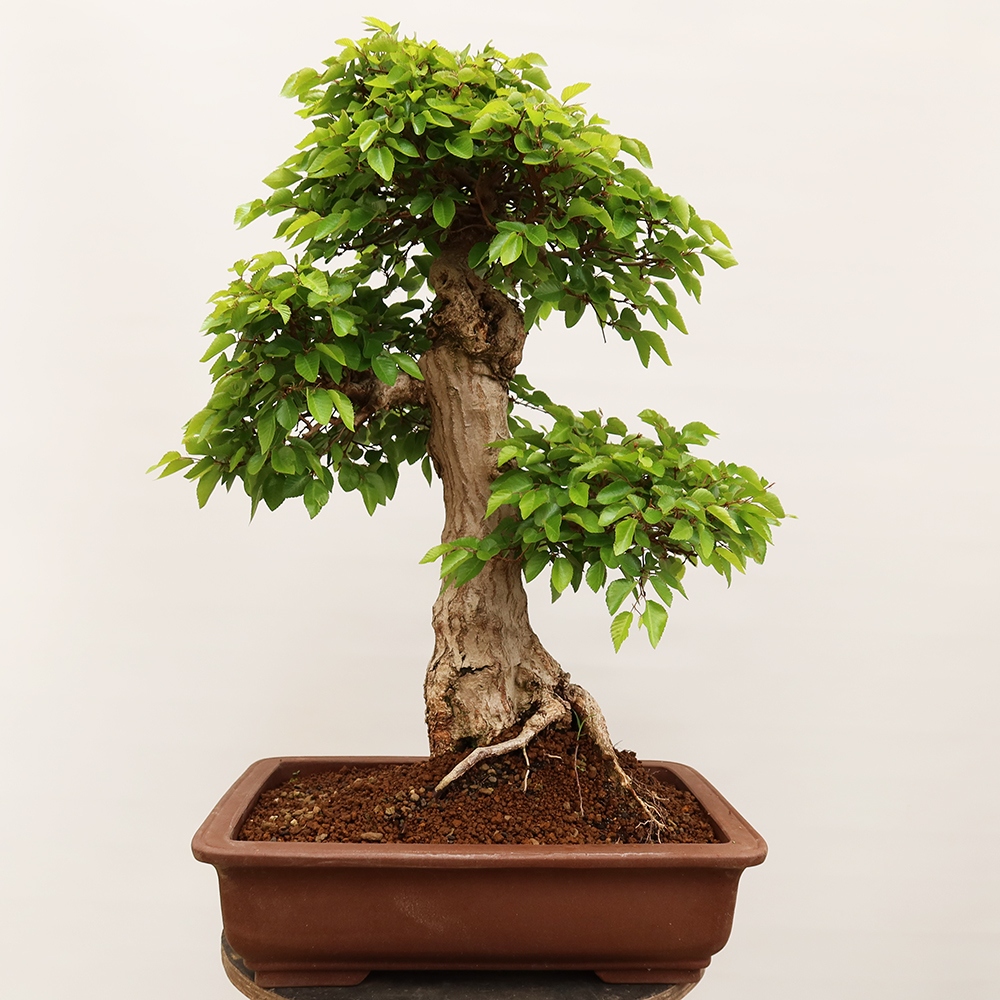 Bonsai da esterno -Carpinus Coreana - Carpino coreano