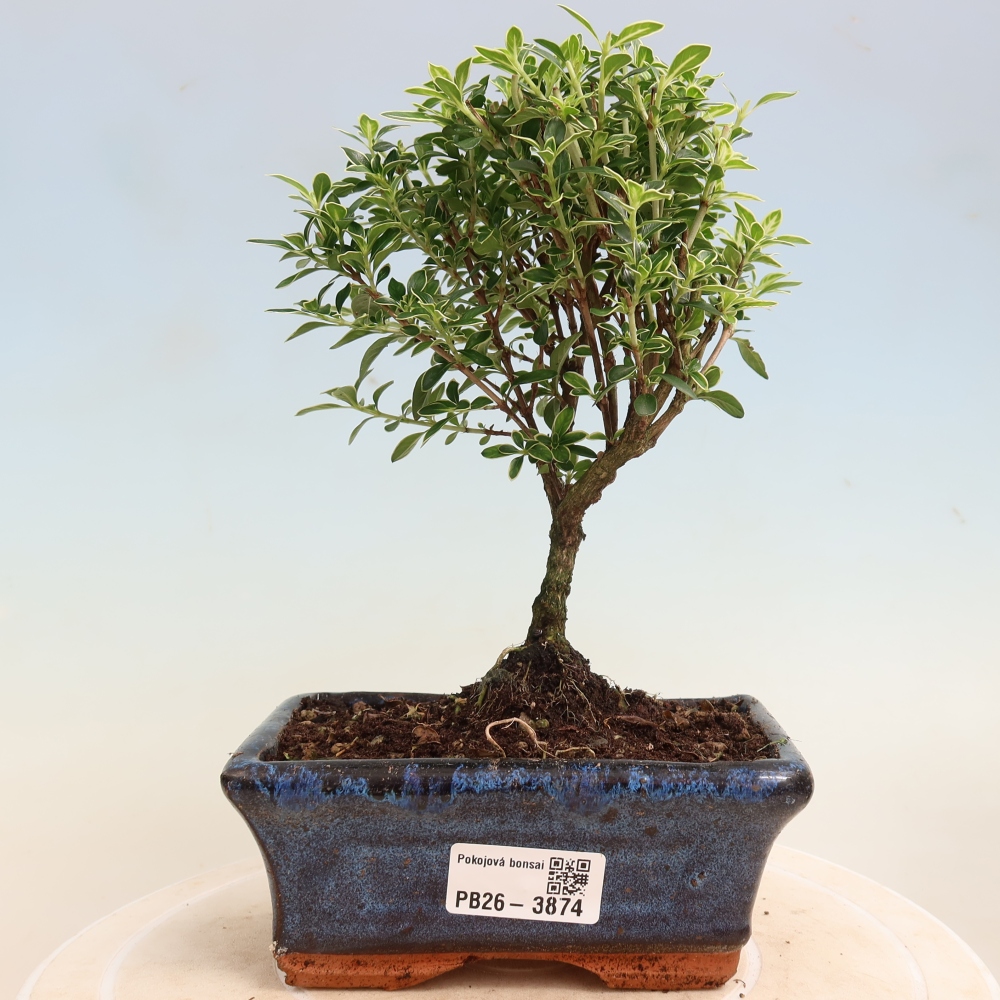 Camera bonsai - Serissa foetida Variegata - Albero delle mille stelle