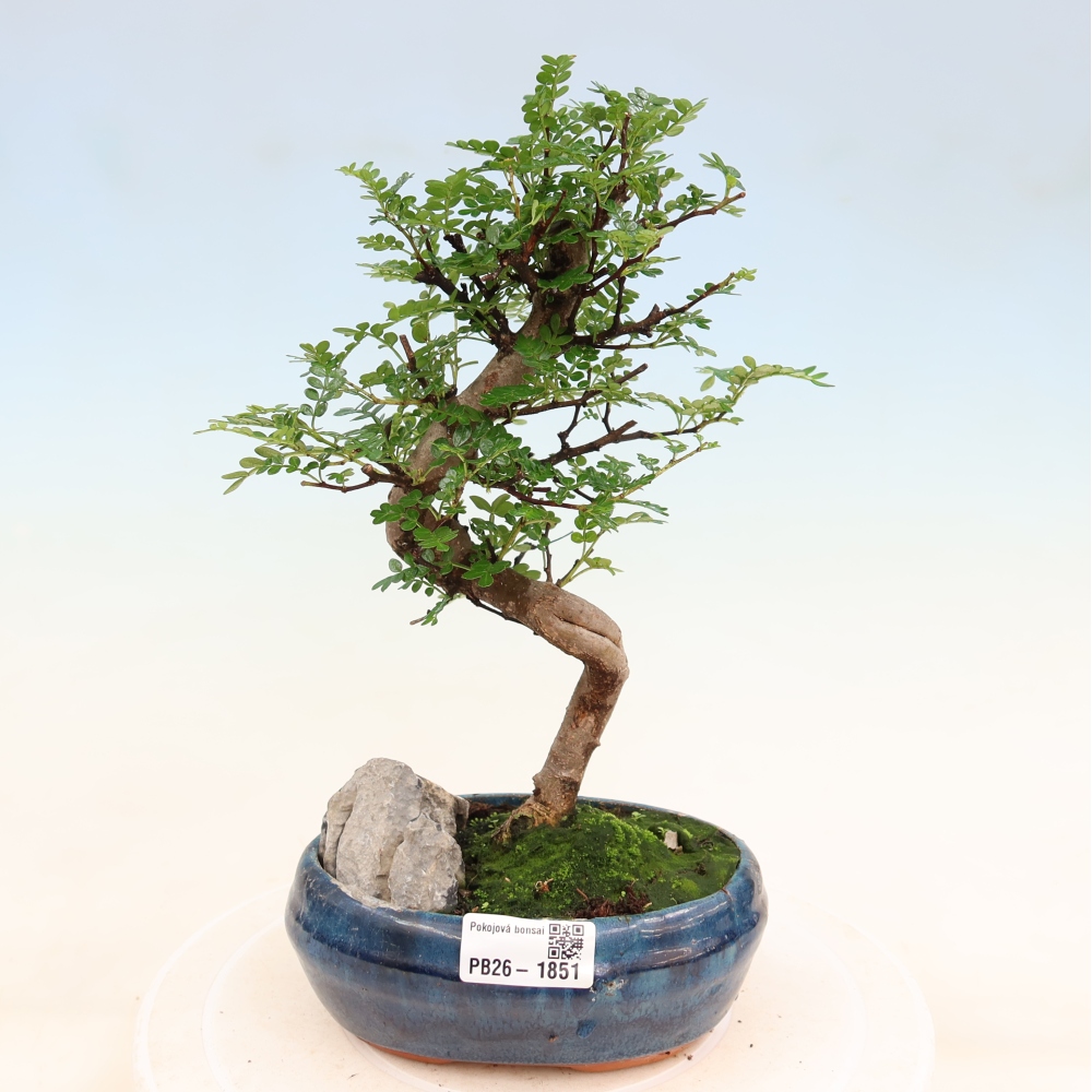 Camera bonsai - Zantoxylum piperitum - albero del pepe