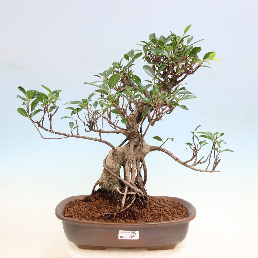 Camera bonsai - Ficus kimmen - ficus a foglie piccole
