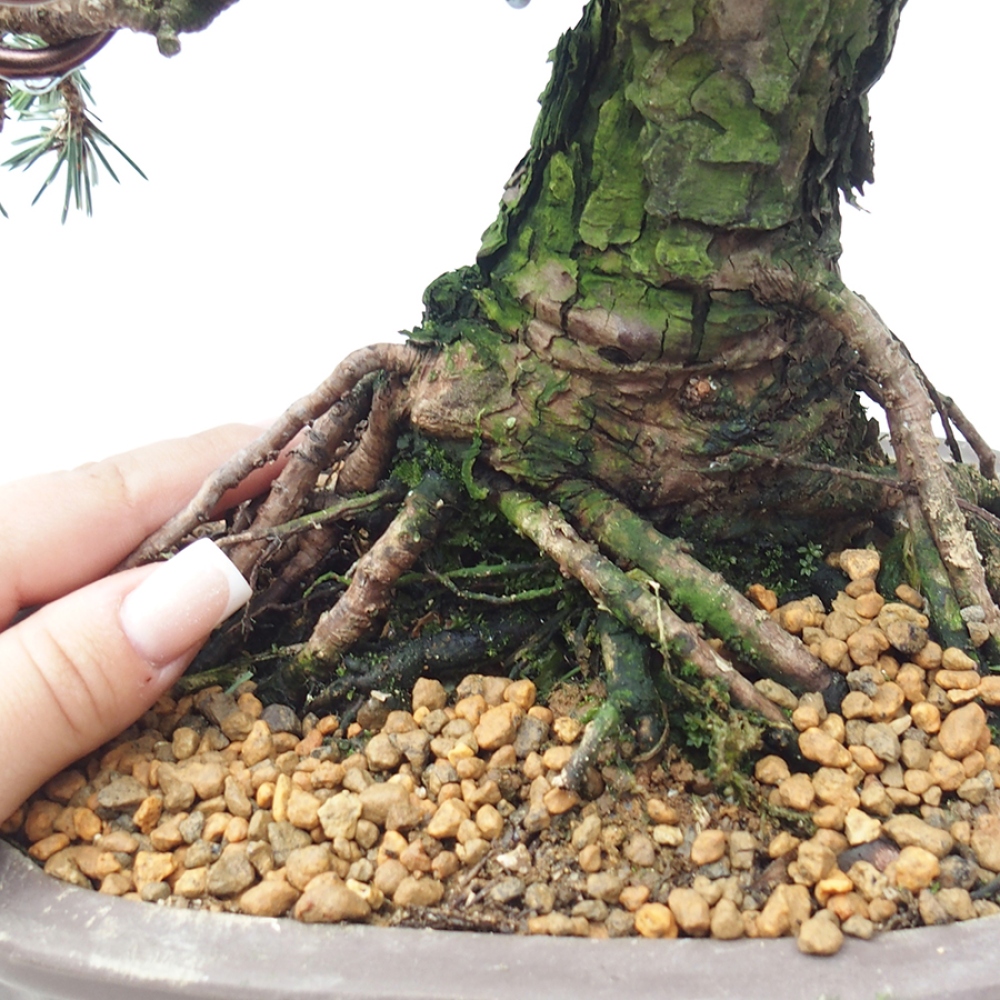 Bonsai da esterno - Pinus thunbergii Kotobuki - Pino di Thunberg