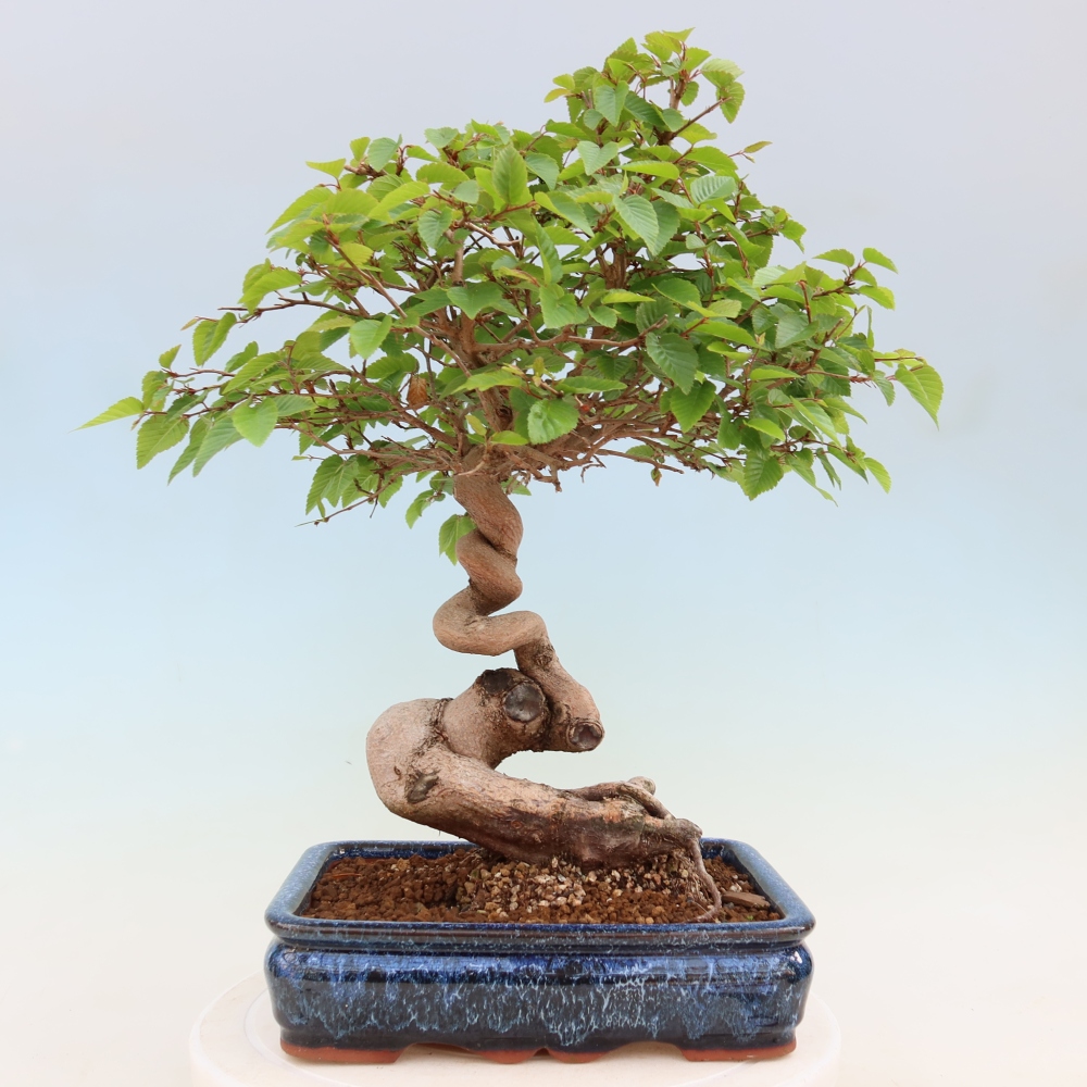 Bonsai da esterno -Carpinus Coreana - Carpino coreano