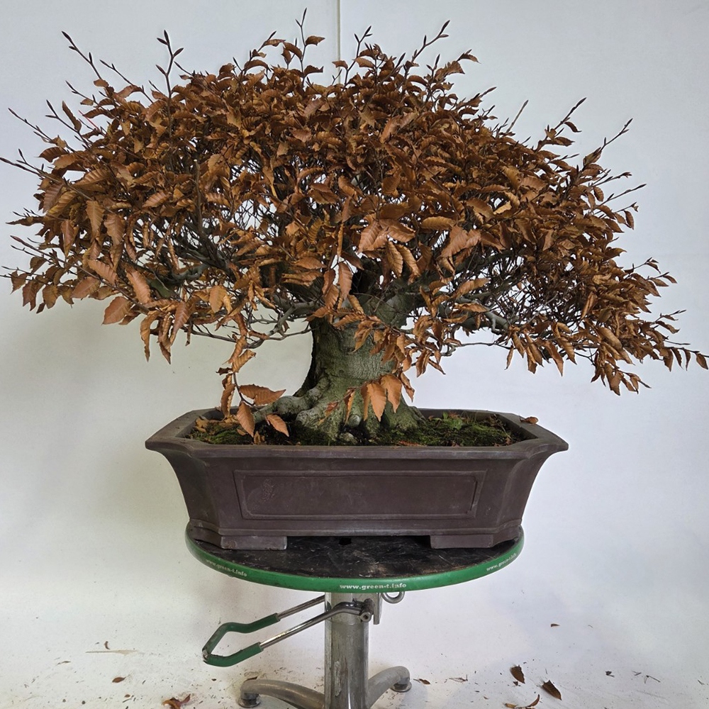 Bonsai da esterno - Fagus crenata
