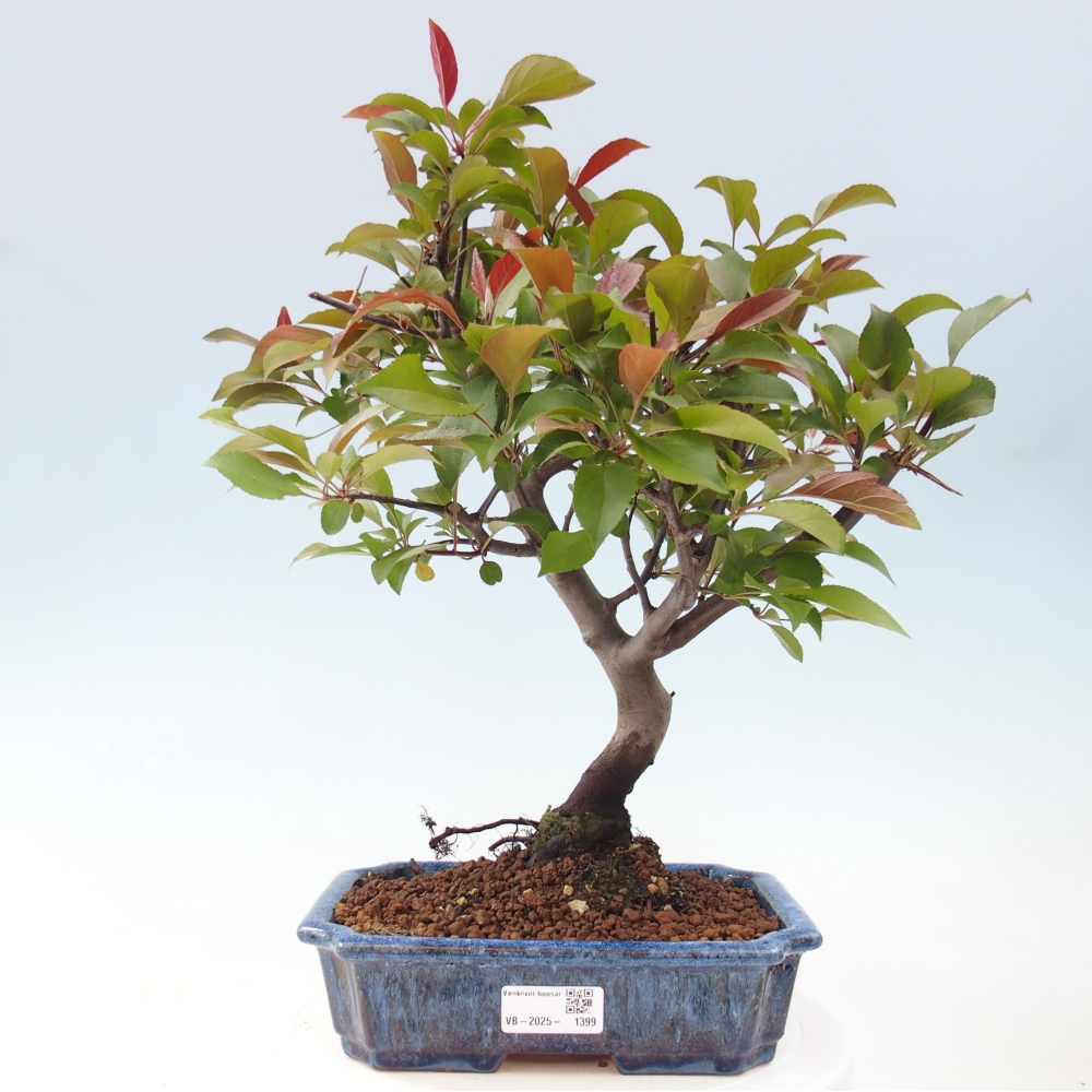 Bonsai da esterno -Malus domestica - Melo a piccoli frutti a foglie rosse