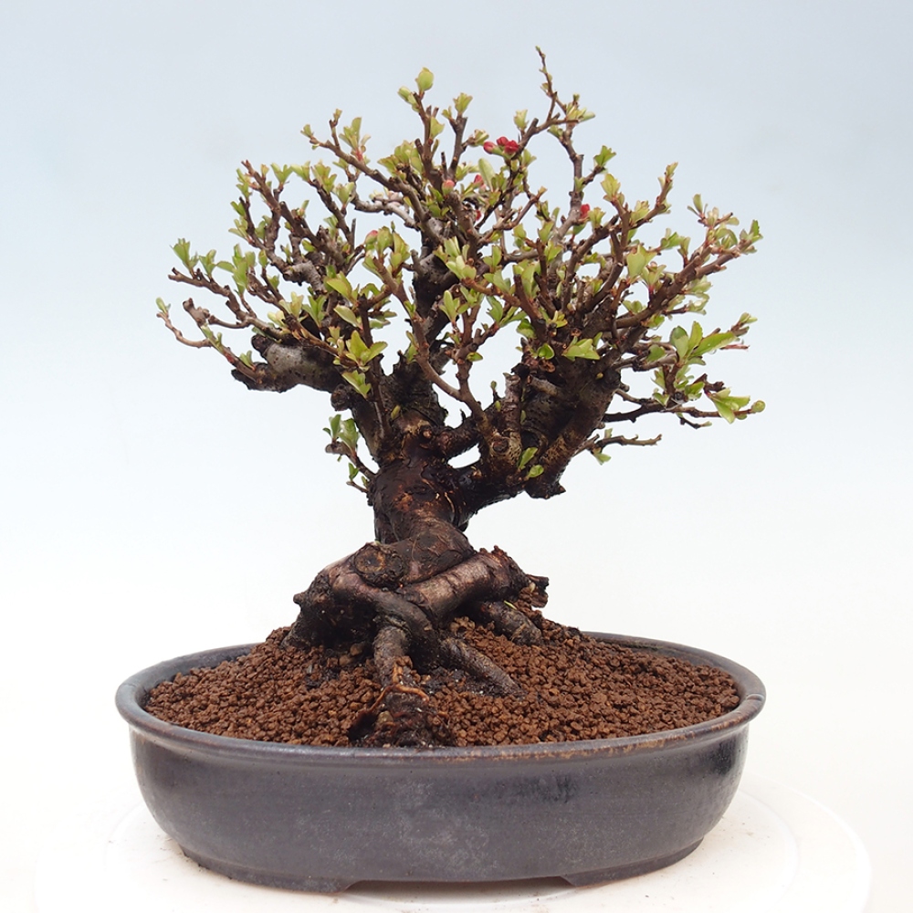 Bonsai da esterno - Chaneomeles speciosa - Cotogno