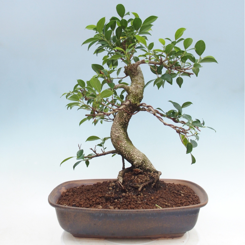 Camera bonsai - Ficus retusa - ficus a foglie piccole