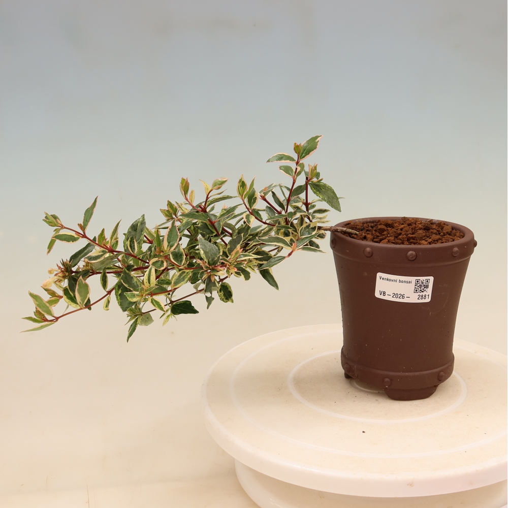 Bonsai da esterno - Abelia gr. Confetti - Abelia a fiore grande