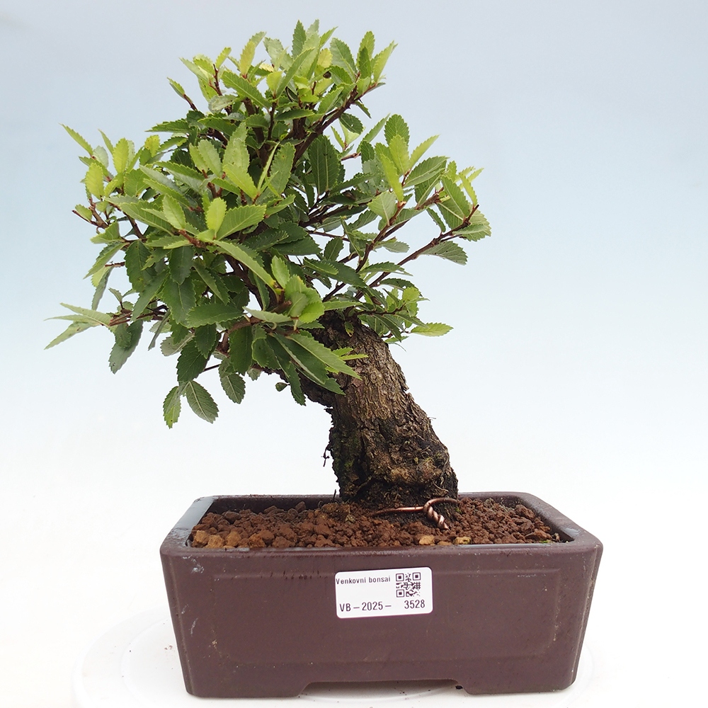 Bonsai da esterno - Zelkova - Zelkova NIRE