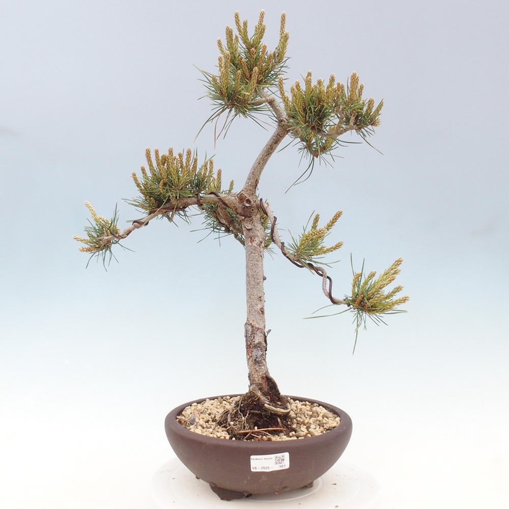 Bonsai da esterno - Pinus Sylvestris Watererri - Pino silvestre