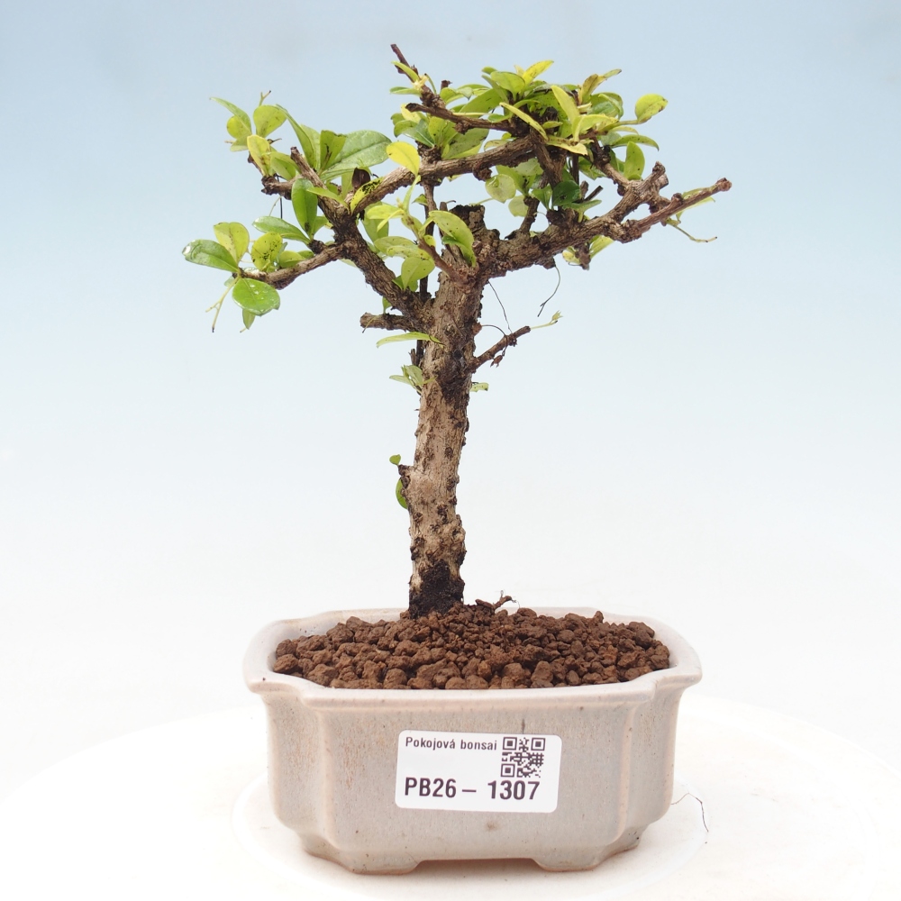 Camera bonsai - Carmona macrophylla - Tea fuki