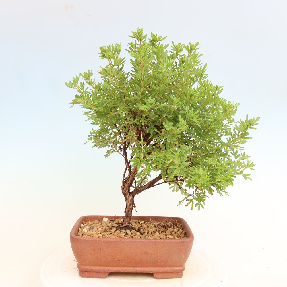 Bonsai da esterno - Potentilla fruticosa - Potentila fruticosa Bellissima