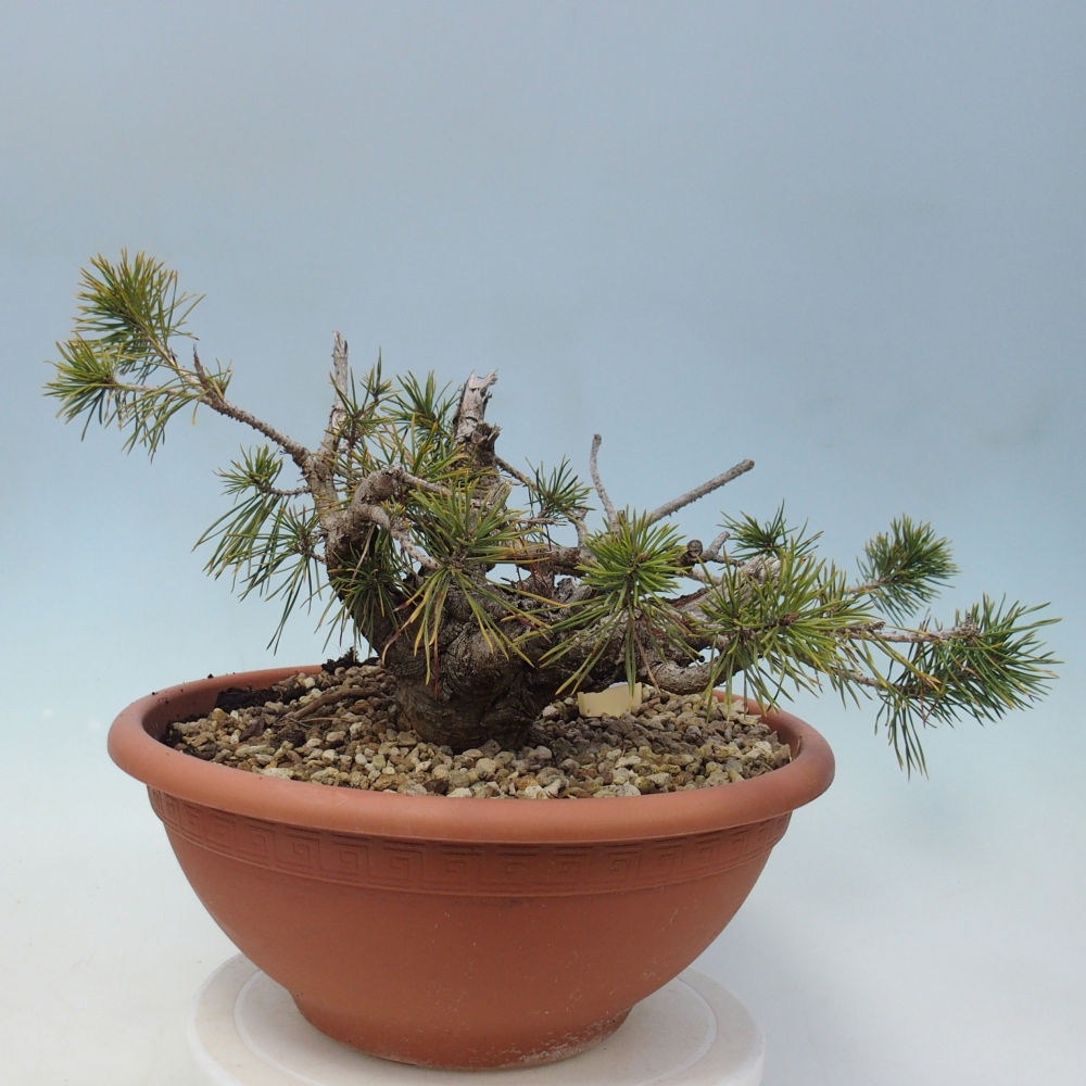 Yamadori - Pinus sylvestris Spagna