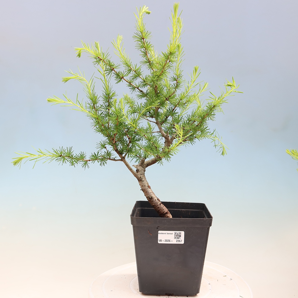 Bonsai da esterno -Larix decidua - Larice