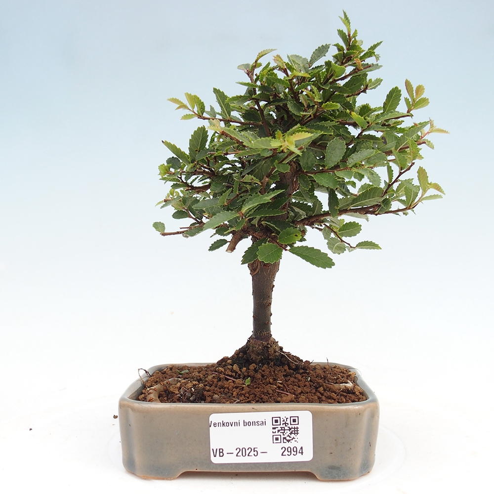 Bonsai da esterno - Ulmus parvifolia Sagei - Olmo a foglie piccole