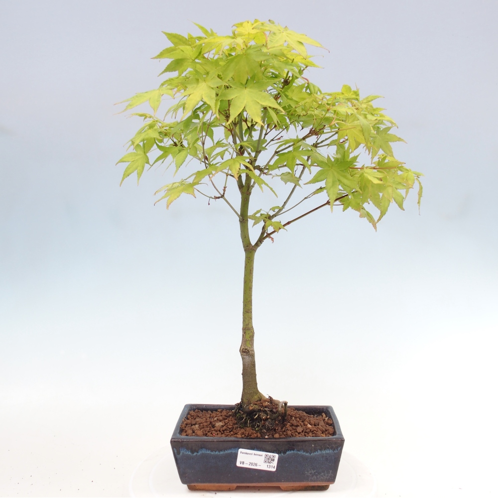 Acer palmatum Aureum - Acero dorato