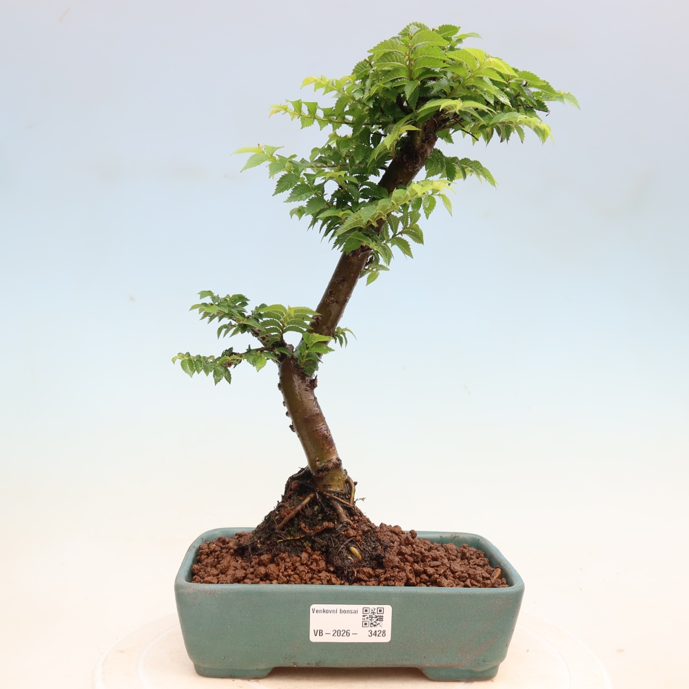 Bonsai da esterno - Ulmus Jacqueline Hillier - Olmo magnifico