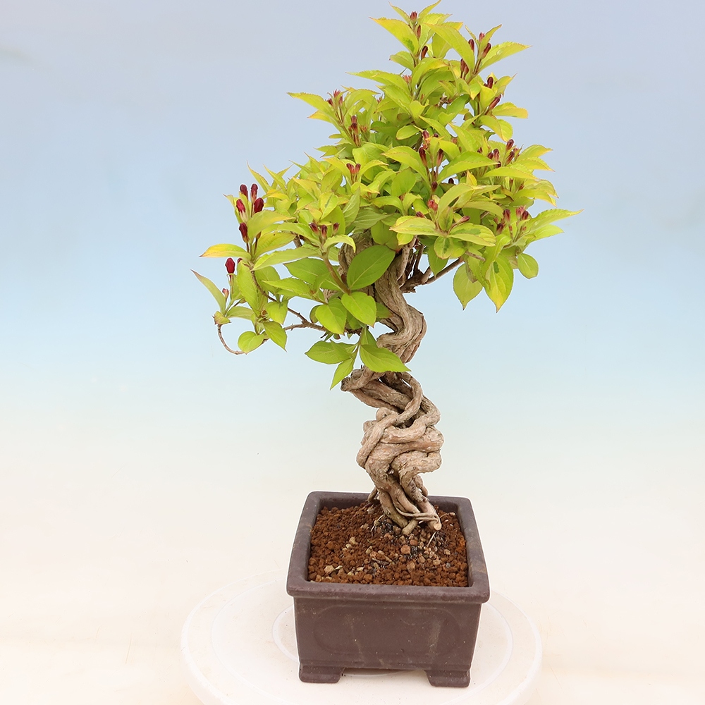 Bonsai da esterno - Weigela subsessilis - Weigela coreana