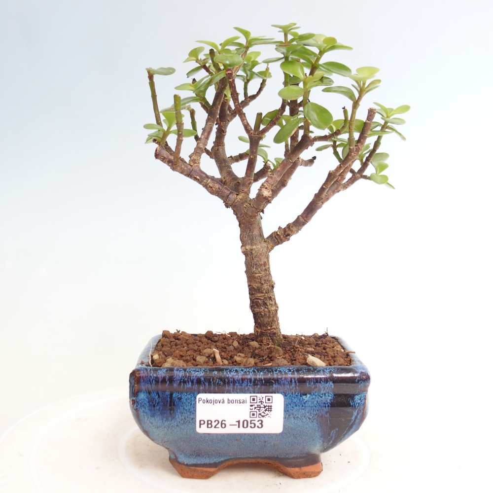 Camera bonsai - Portulakaria Afra - Tlustice