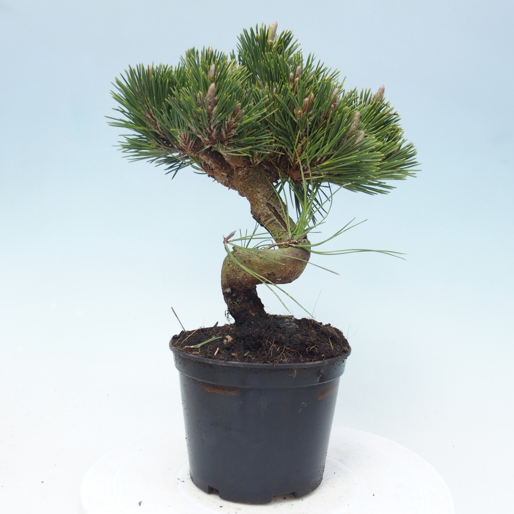Bonsai da esterno - Pinus thunbergii senjyumaru - Pino di Thunberg