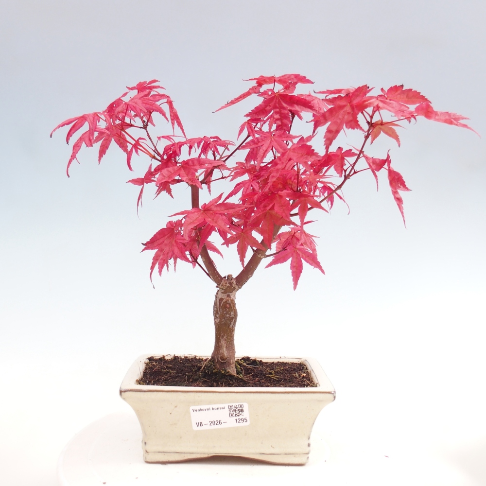 Bonsai da esterno - Acer palmatum DESHOJO