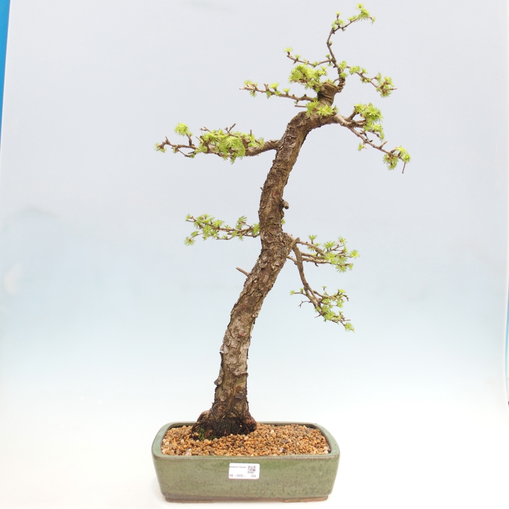 Bonsai da esterno -Larix decidua - Larice - Solo trasporto su pallet