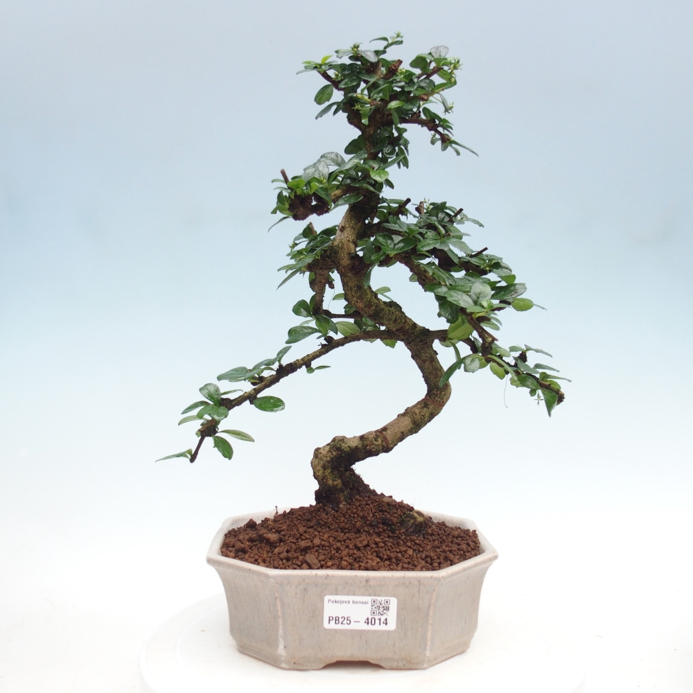 Camera bonsai - Carmona macrophylla - Tea fuki