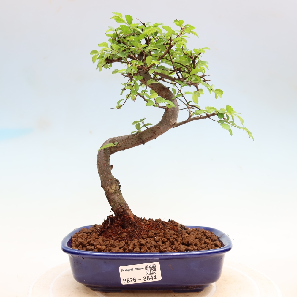 Camera bonsai - Ulmus parvifolia - Olmo a foglie piccole