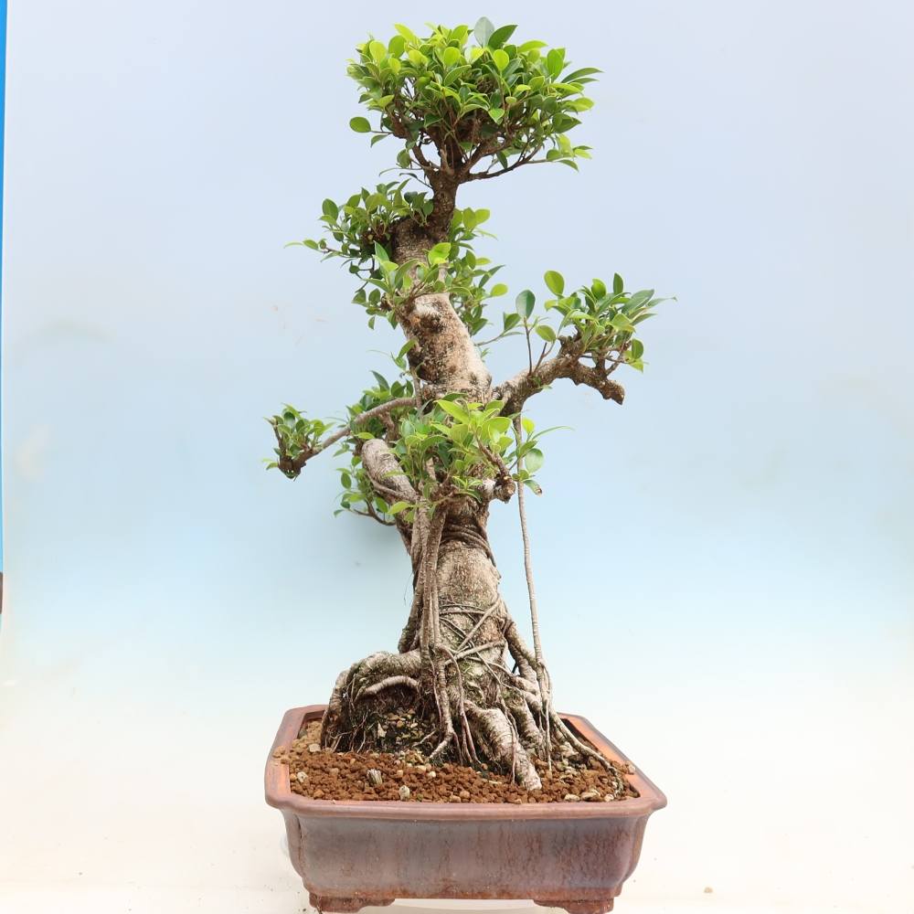 Camera bonsai - Ficus kimmen - ficus a foglie piccole