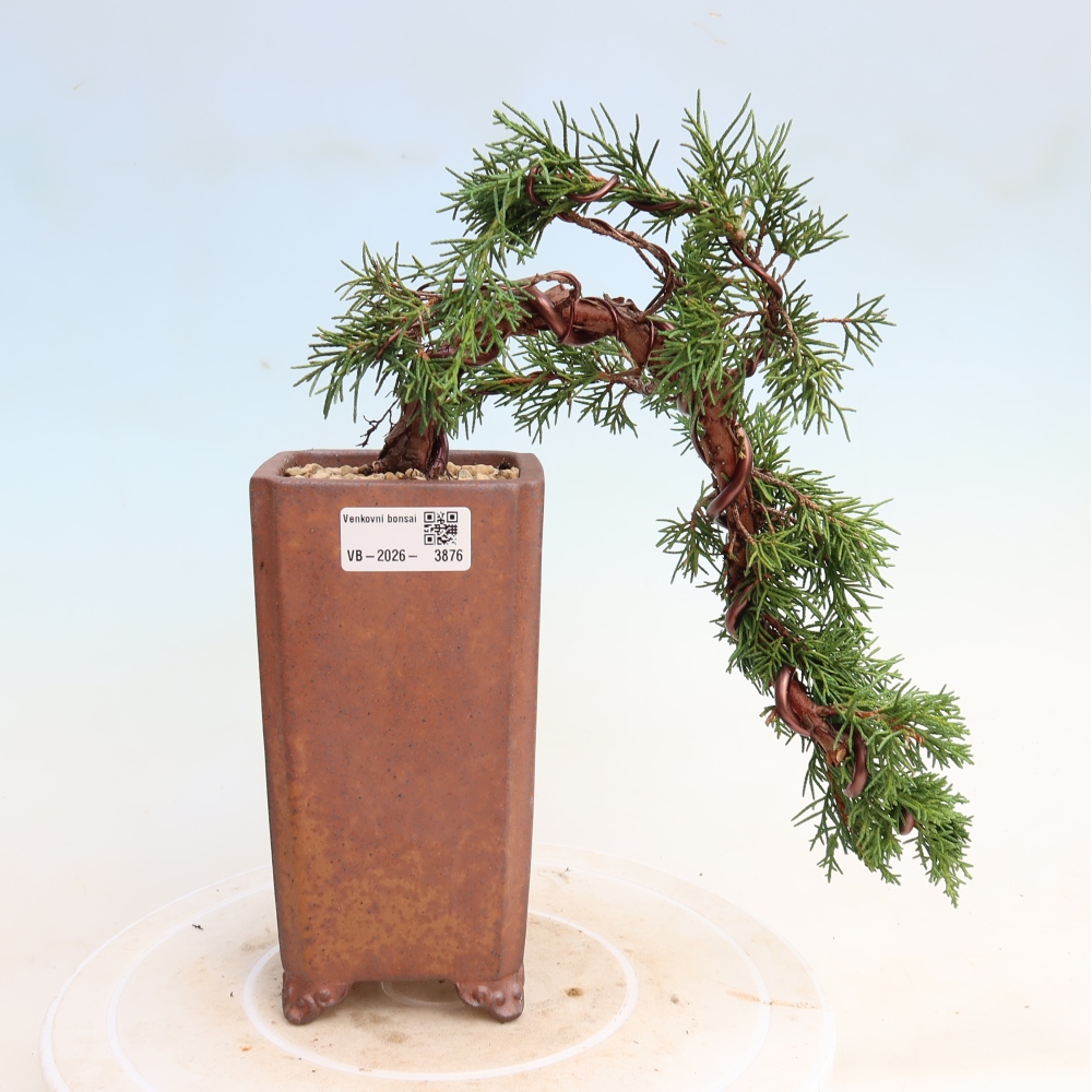Bonsai da esterno - Juniperus chinensis Kishu