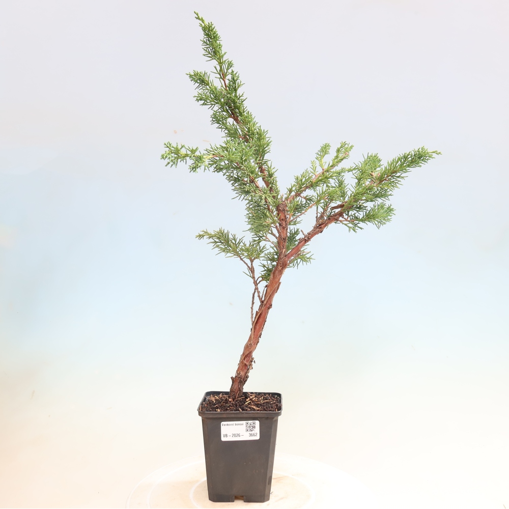 Bonsai da esterno - Juniperus chinensis Kishu