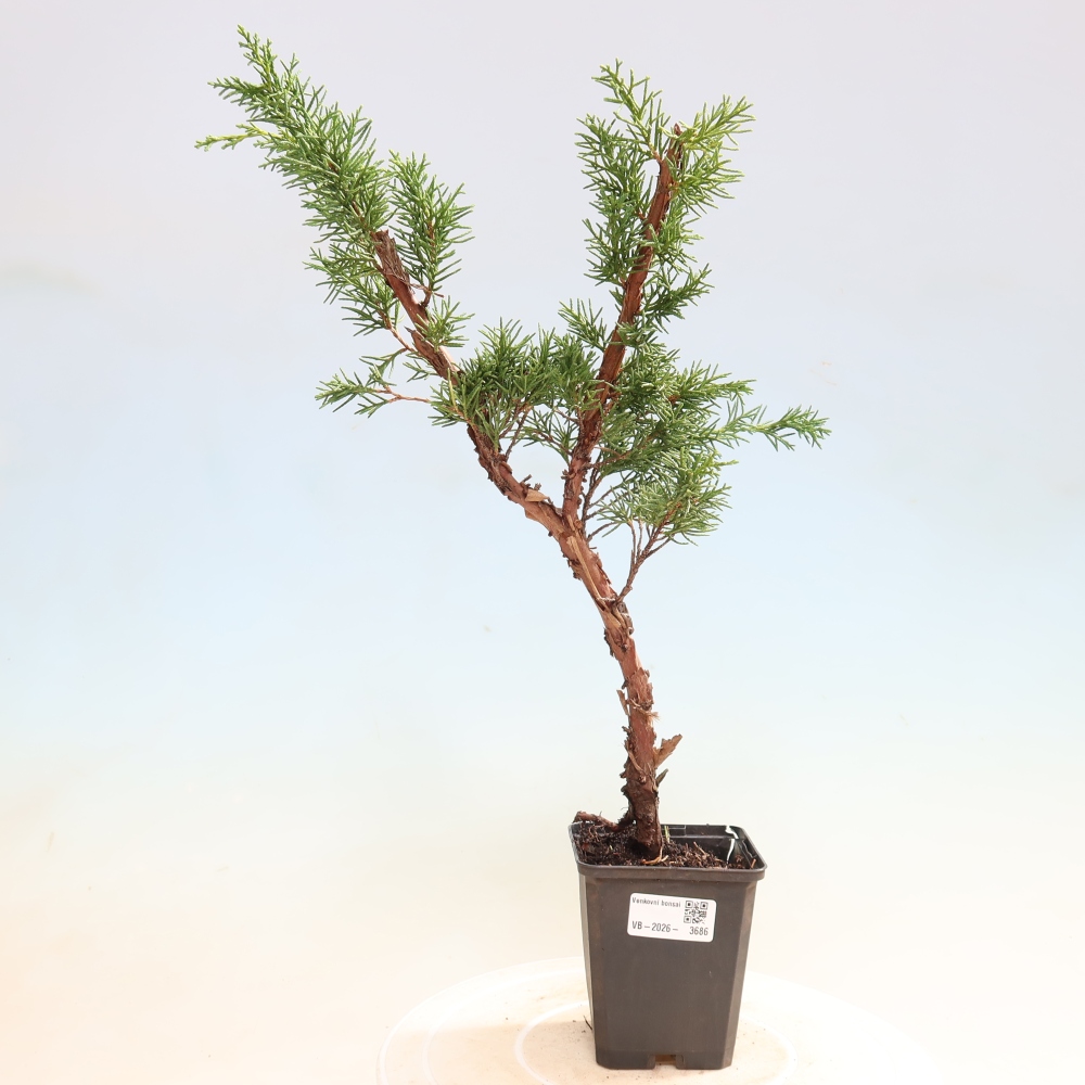 Bonsai da esterno - Juniperus chinensis Kishu