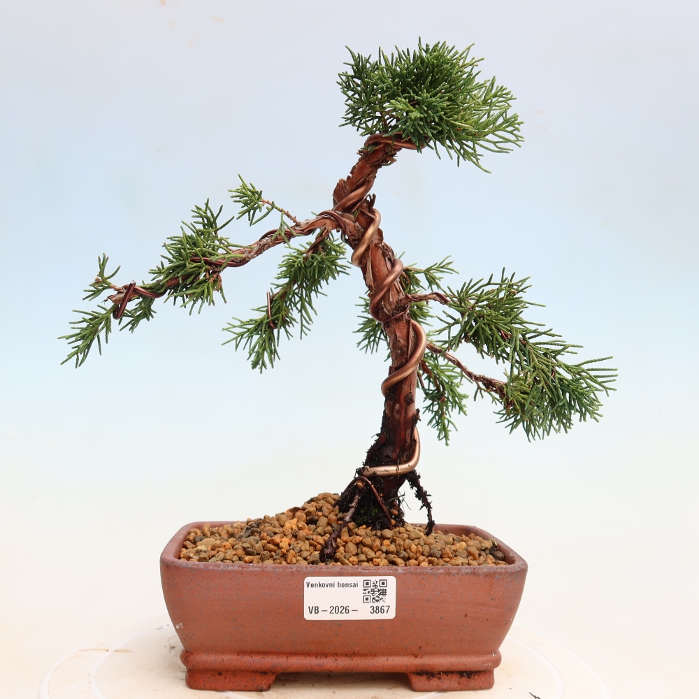 Bonsai da esterno - Juniperus chinensis Kishu