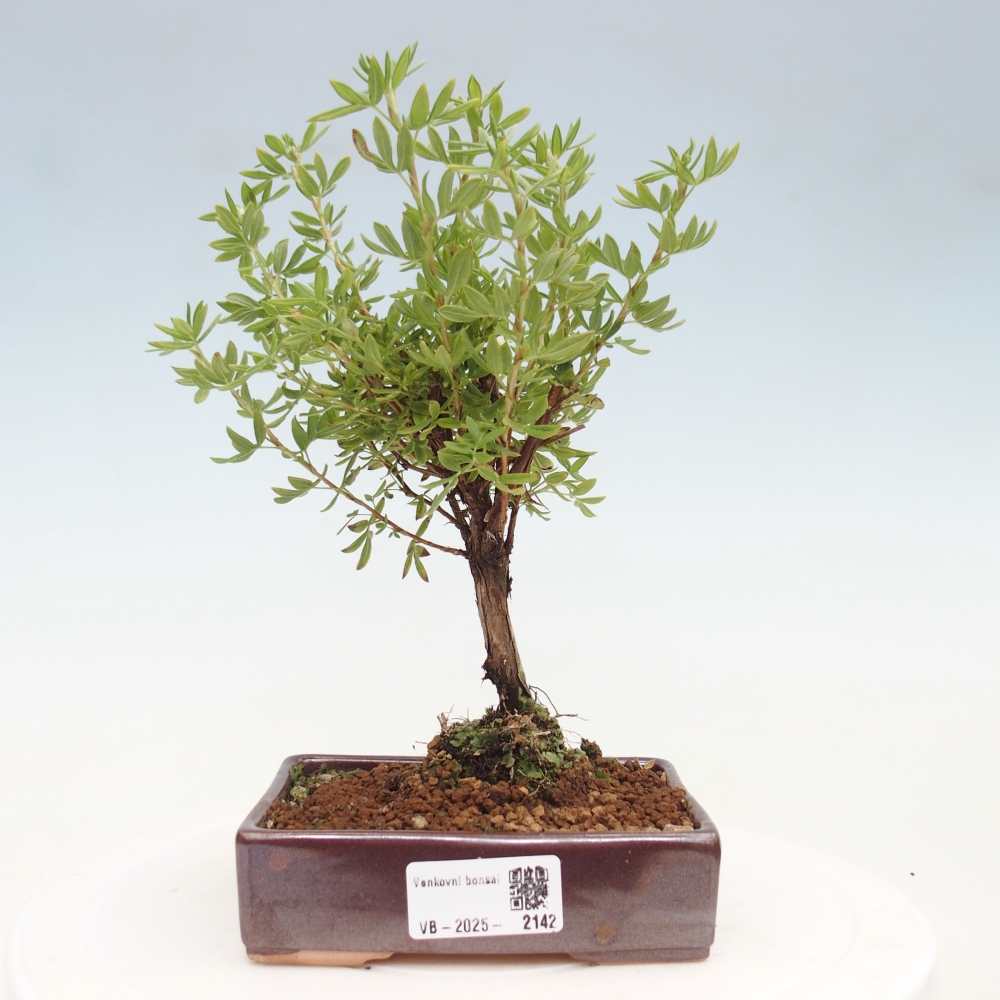 Bonsai da esterno - Potentila fruticosa yellow Bird