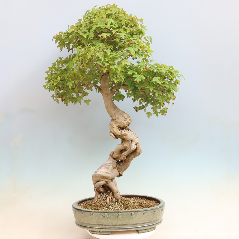 Bonsai da esterno - Acer Buergerianum - Acero di Burger