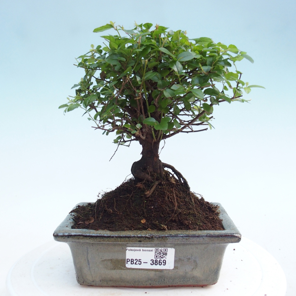 Camera bonsai - Sageretia thea - Sageretia thea