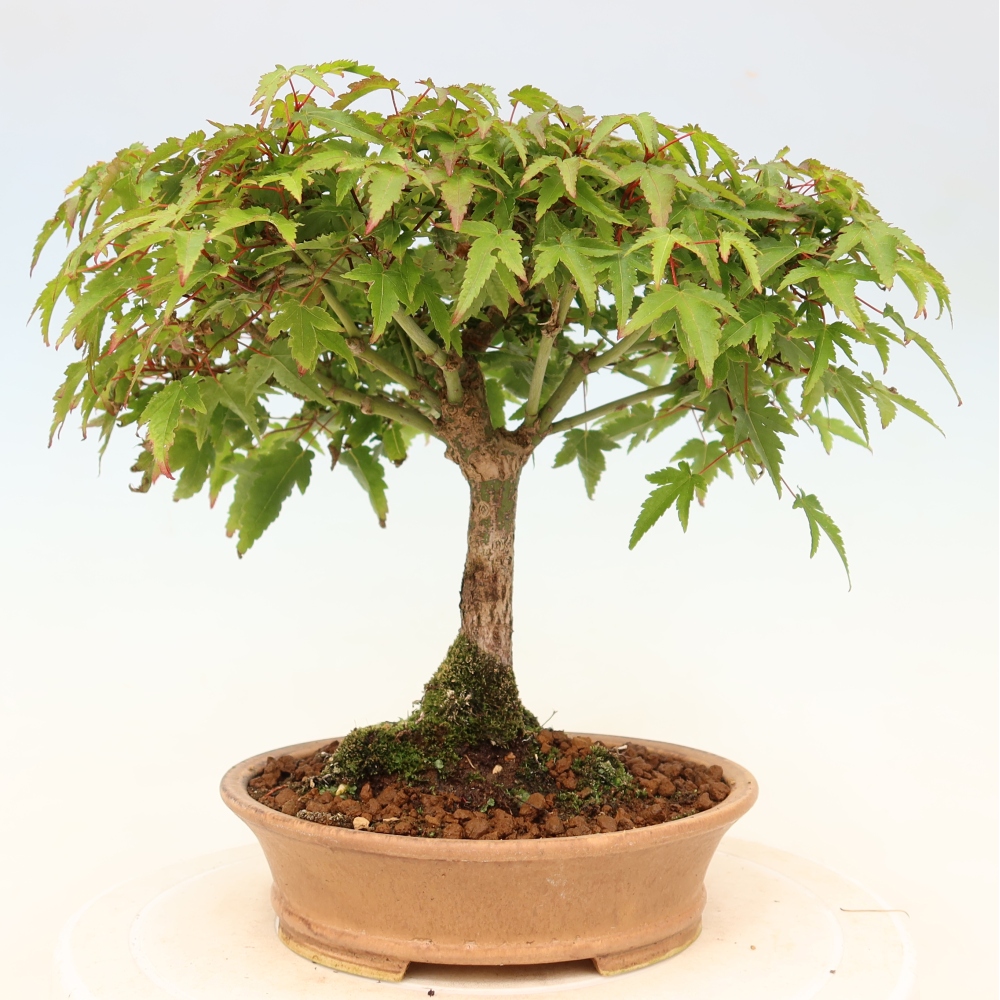 Acer palmatum KIOHIME - Acero palmato
