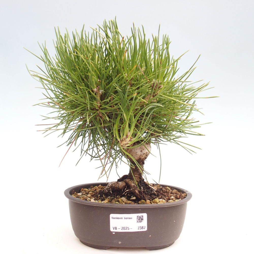 Bonsai da esterno - Pinus thunbergii - Pino di Thunberg