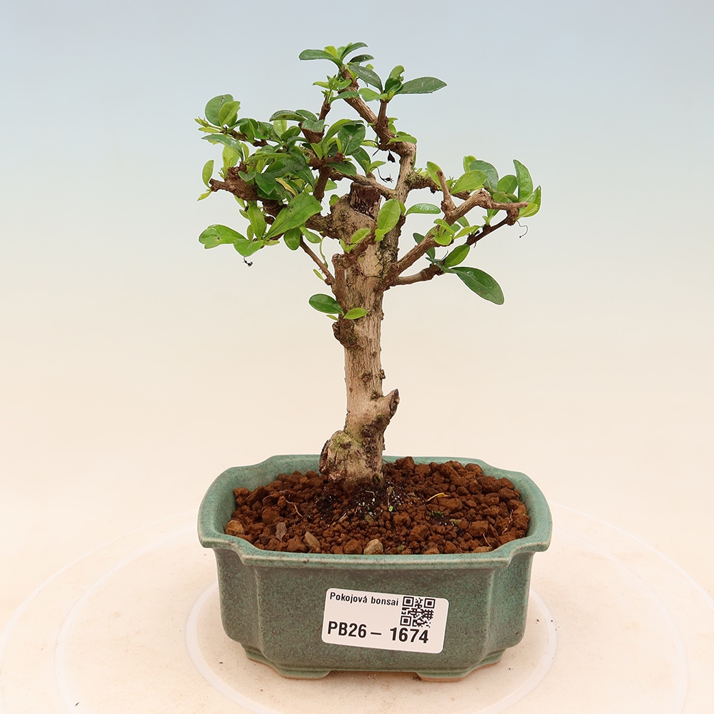 Camera bonsai - Carmona macrophylla - Tea fuki