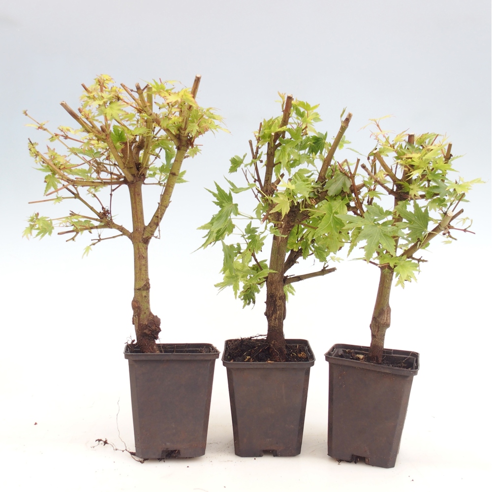 Bonsai da esterno - Acer palmatum Dr Tilt in contenitore
