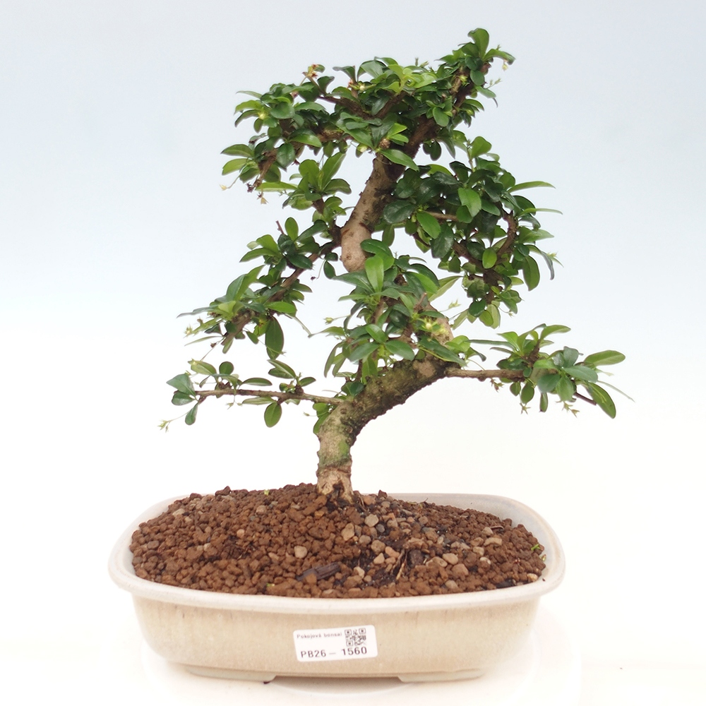 Camera bonsai - Carmona macrophylla - Tea fuki