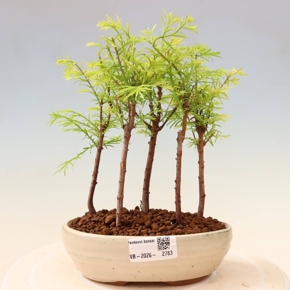 Bonsai da esterno - Metasequoia glyptostroboides - Metasequoia cinese - boschetto