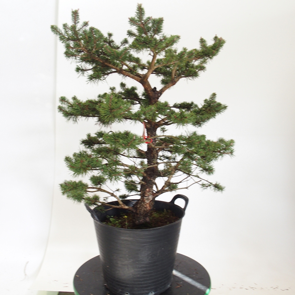 Yamadori - Pinus sylvestris Spagna