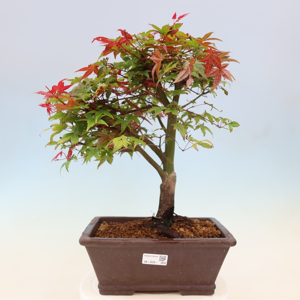 Acero norvegese - Acer palmatum Beni Tsukasa