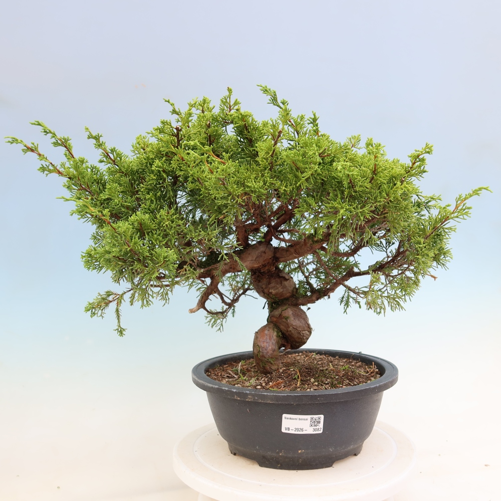 Bonsai da esterno - Juniperus chinensis Itoigawa-Juniperus chinensis